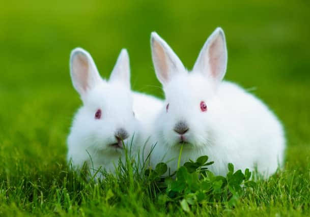 2 rabbits for sale